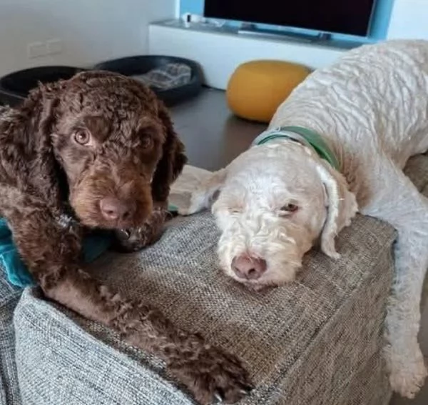 Lagotto cuccioli maschio e femmina