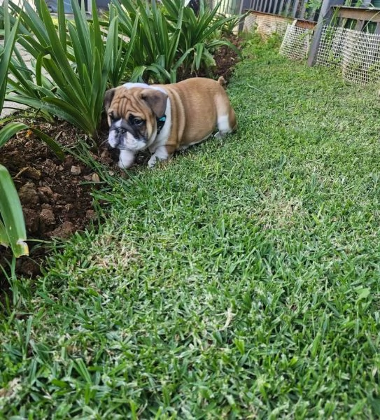 Dolce Bulldog Inglese cuccioli maschio e femmina | Foto 0