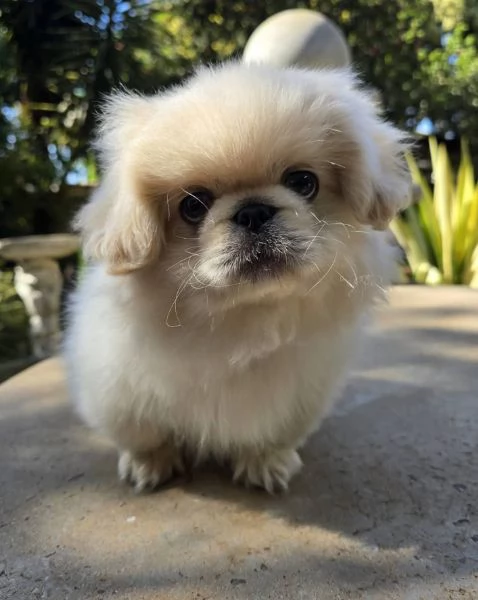Regalo Pechinese cuccioli maschio e femmina | Foto 1