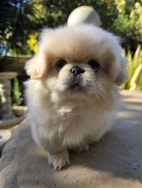 Regalo Pechinese cuccioli maschio e femmina