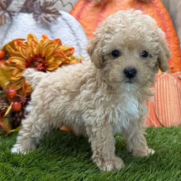 Regalo Barboncino toy cuccioli maschio e femmina | Foto 0