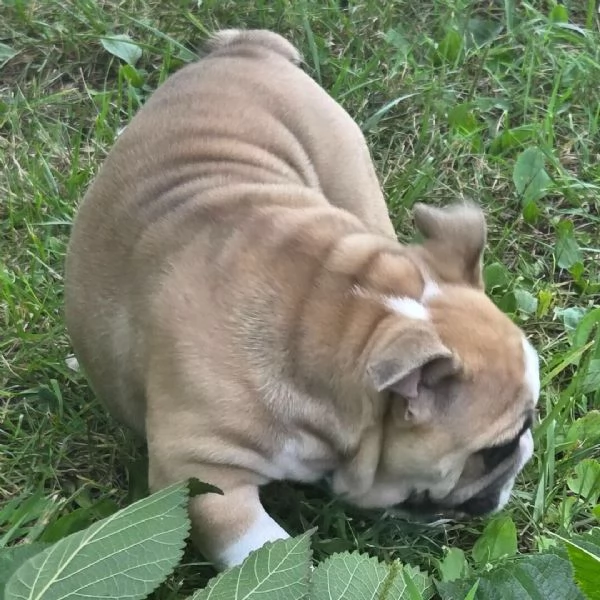 Bulldog Inglese cuccioli maschio e femmina