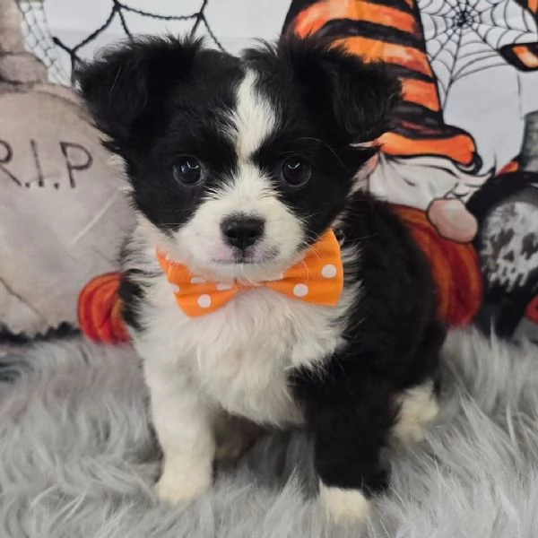 Chihuahua Toy cuccioli maschio e femmina