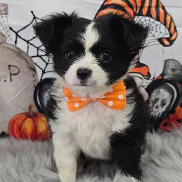 Chihuahua Toy cuccioli maschio e femmina | Foto 0