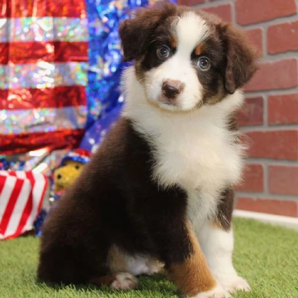 Australian Shepherd cuccioli maschio e femmina | Foto 0