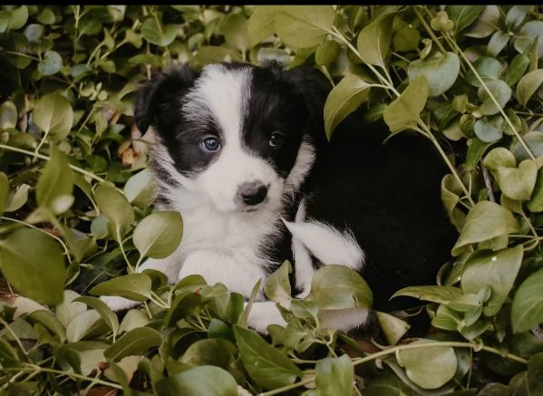 Border Collie cuccioli maschio e femmina