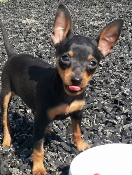 Pinchers cuccioli maschio e femmina | Foto 0