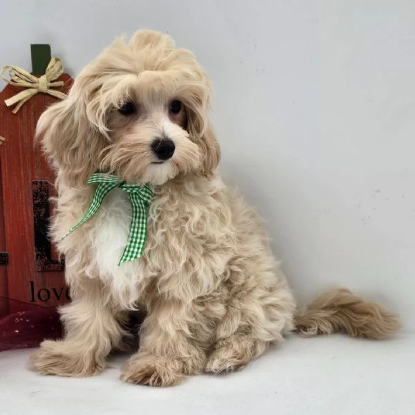 Regalo Maltipoo cuccioli maschio e femmina | Foto 3