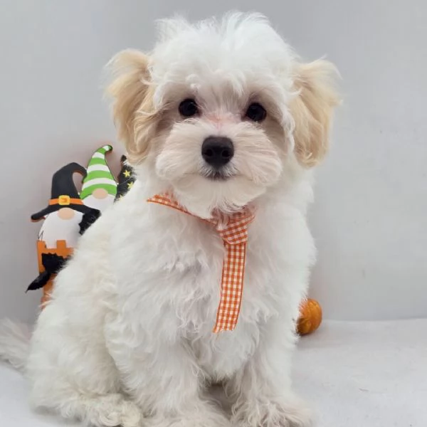 Regalo Maltipoo cuccioli maschio e femmina | Foto 2