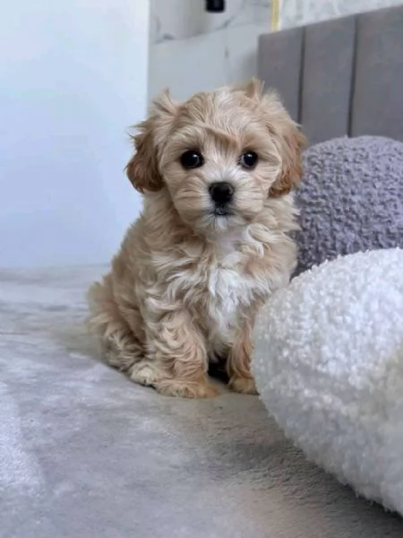 Regalo Maltipoo cuccioli maschio e femmina | Foto 1
