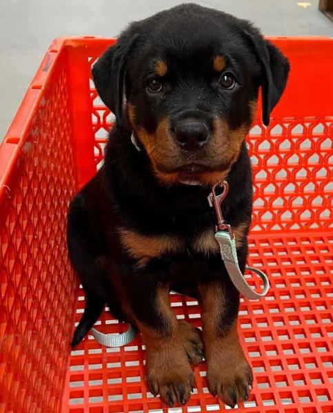 Rottweiler cuccioli maschio e femmina | Foto 1