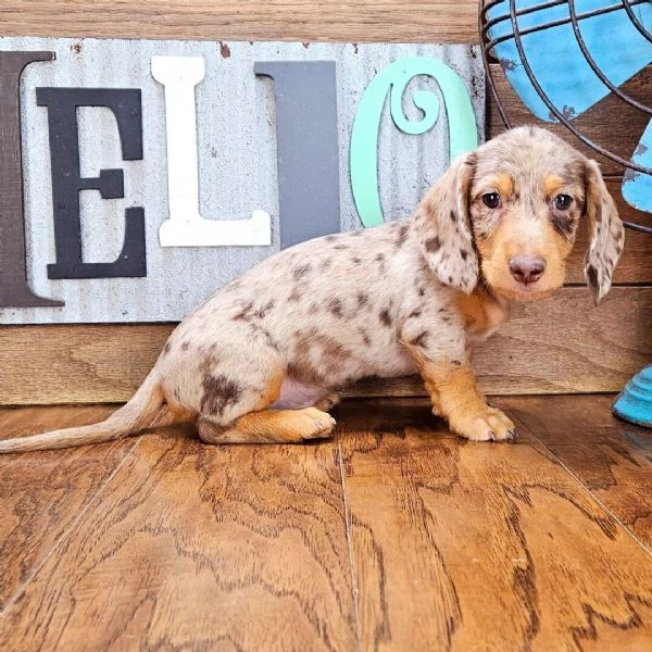 Bassotto cuccioli maschio e femmina | Foto 2