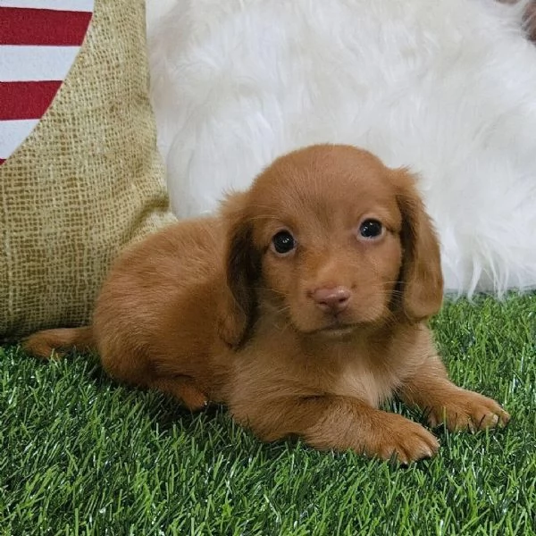 Bassotto cuccioli maschio e femmina | Foto 1