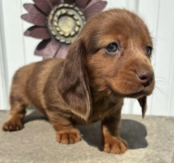 Bassotto cuccioli maschio e femmina