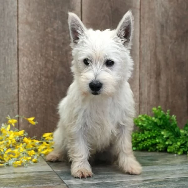 West Highland White Terrier cuccioli maschio e femmina | Foto 0