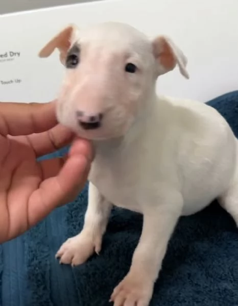 Bull Terrier cuccioli maschio e femmina