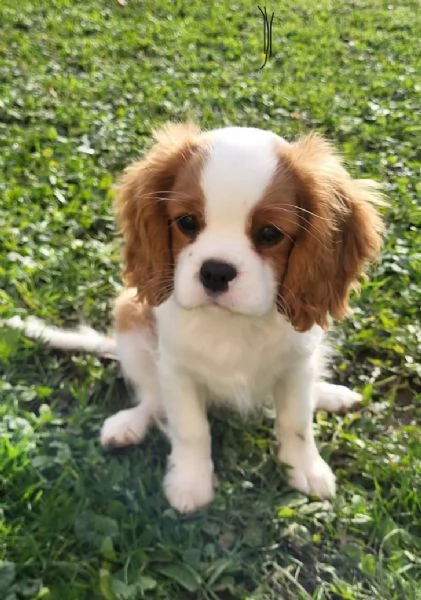Cavalier King Charles cuccioli maschio e femmina | Foto 0