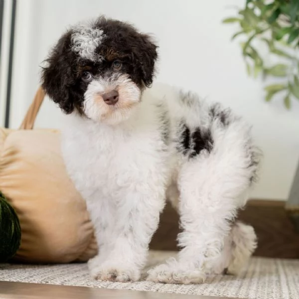 Lagotto cuccioli maschio e femmina | Foto 0