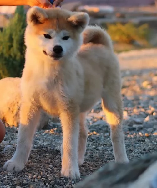 Akita inu cuccioli maschio e femmina