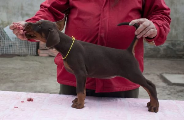 Dobermann cuccioli maschio e femmina | Foto 1