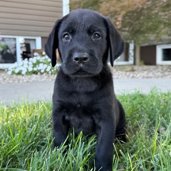 Labrador cuccioli maschio e femmina | Foto 0