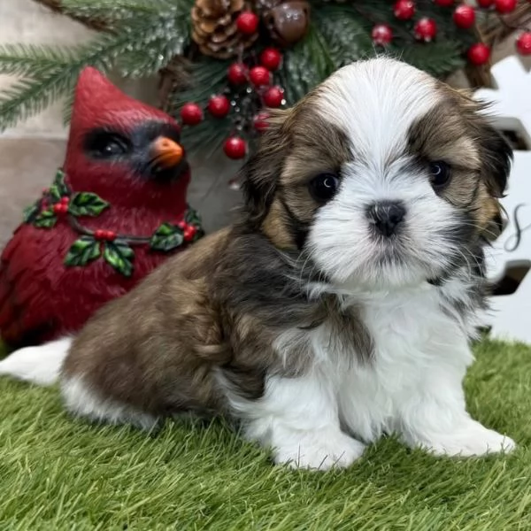 ShihTzu Mini Toy cuccioli maschio e femmina