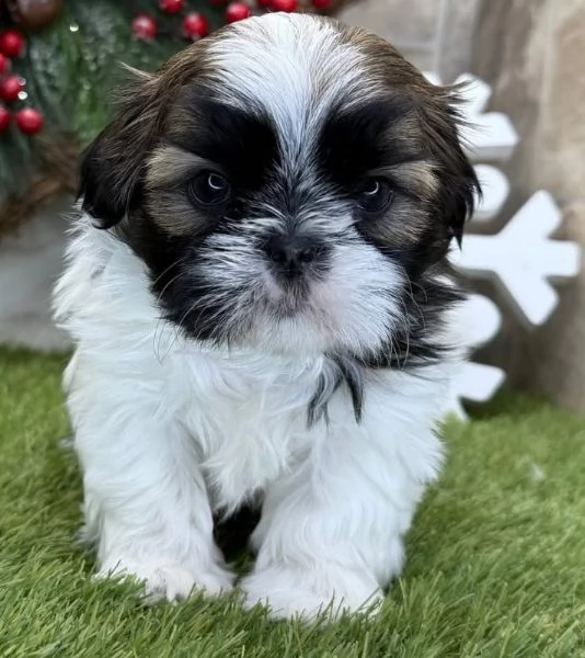 ShihTzu Mini Toy cuccioli maschio e femmina | Foto 1