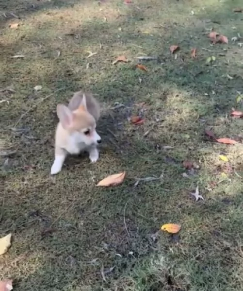 Welsh Corgi cuccioli maschio e femmina | Foto 1