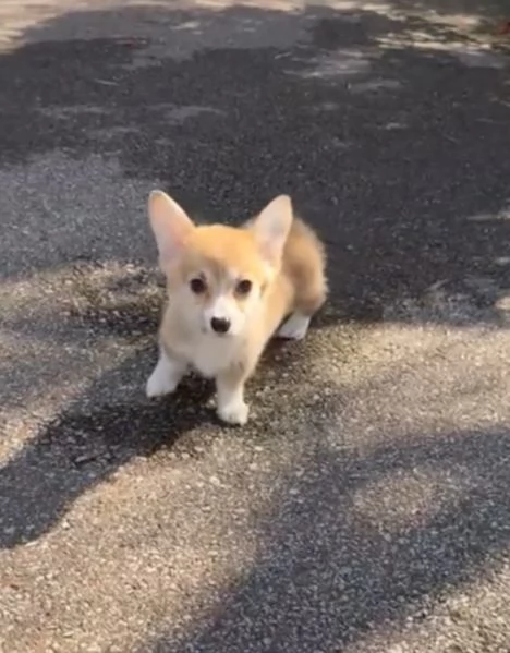 Welsh Corgi cuccioli maschio e femmina | Foto 0