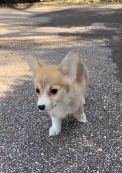 Welsh Corgi cuccioli maschio e femmina