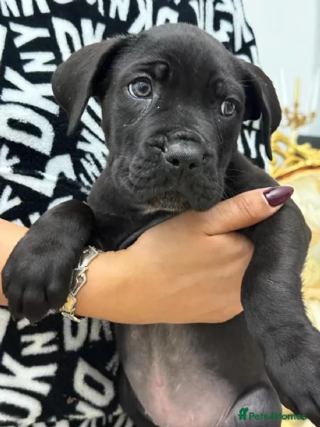 Cane Corso cuccioli maschio e femmina