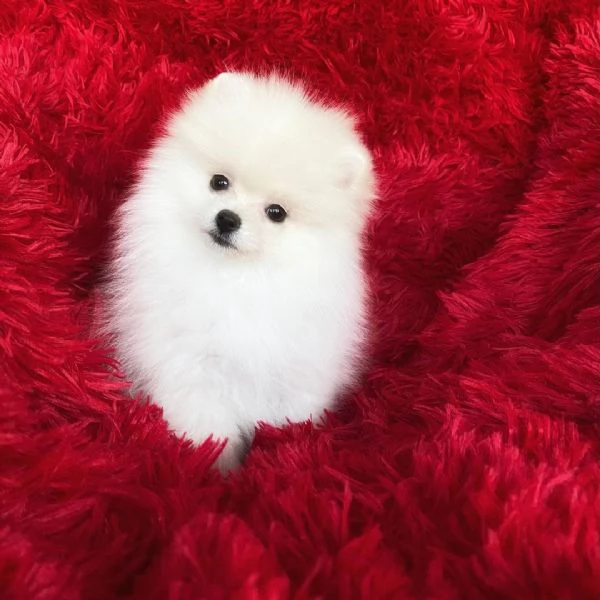 Splitz Pomeranian cuccioli maschio e femmina