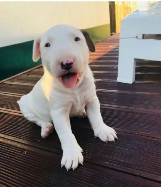 Bull Terrier cuccioli maschio e femmina