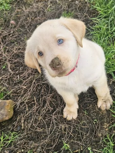 Adorabili cuccioli di Labrador giallo di razza pura cercano una casa amorevole | Foto 4