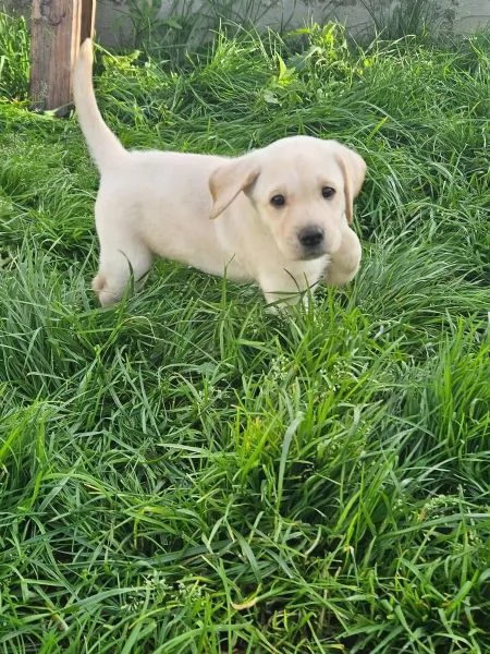Adorabili cuccioli di Labrador giallo di razza pura cercano una casa amorevole | Foto 3