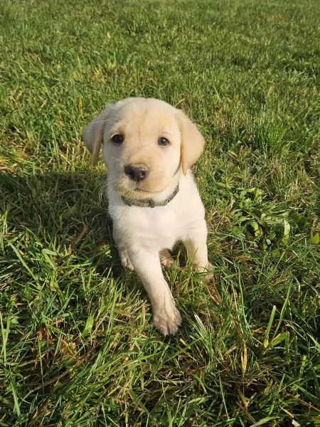 Adorabili cuccioli di Labrador giallo di razza pura cercano una casa amorevole | Foto 1