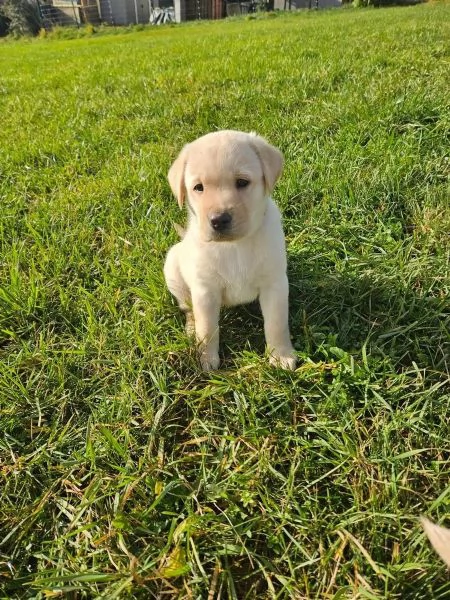 Adorabili cuccioli di Labrador giallo di razza pura cercano una casa amorevole