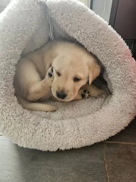 Adorabili cuccioli di Labrador giallo di razza pura cercano una casa amorevole | Foto 0