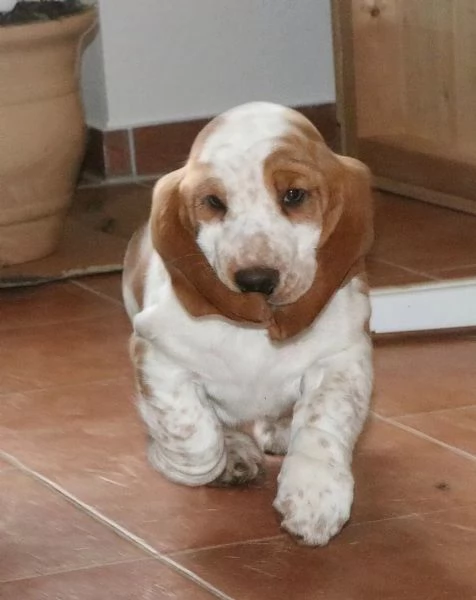 Disponibili splendidi cuccioli di Basset Hound  | Foto 2