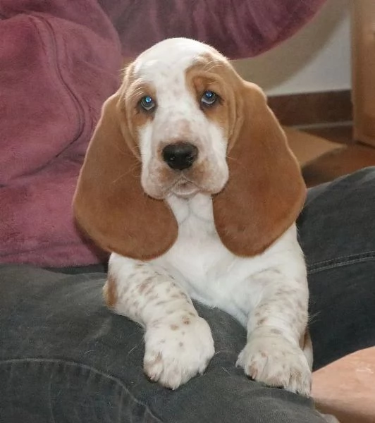 Disponibili splendidi cuccioli di Basset Hound  | Foto 1