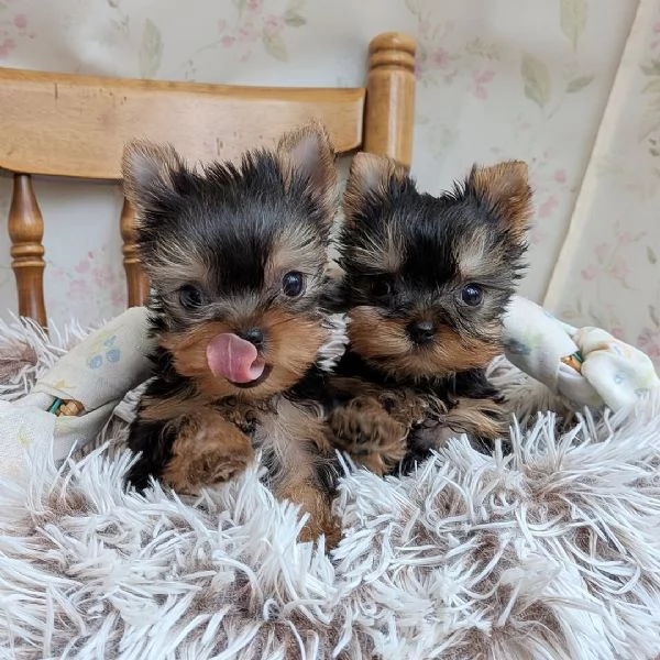 Disponibile cuccioli di york shire di 75 giornicon libretto sanitario | Foto 1