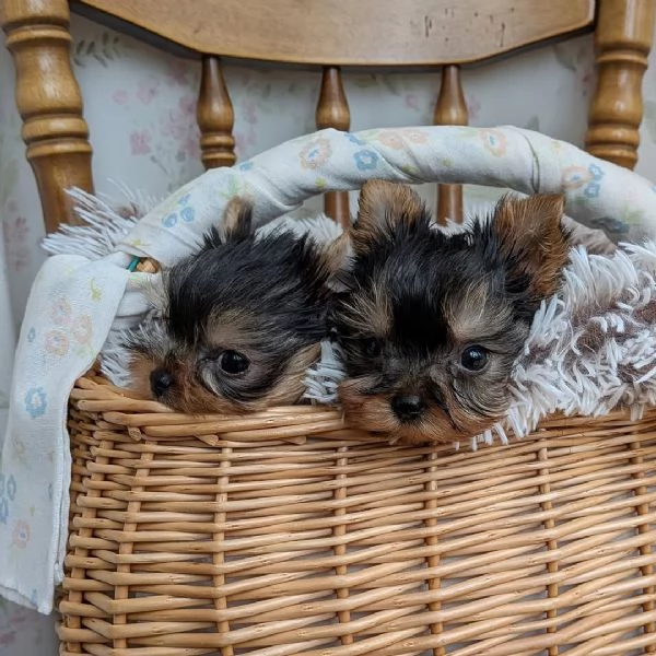 Disponibile cuccioli di york shire di 75 giornicon libretto sanitario | Foto 0