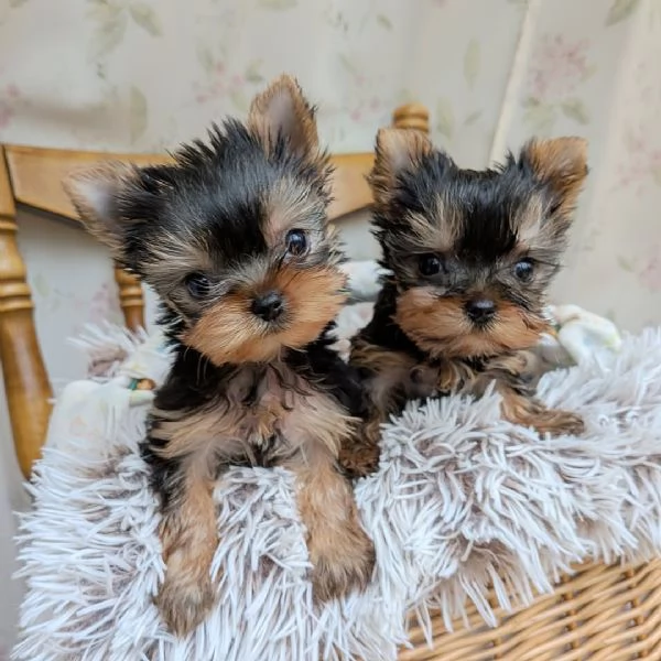 Disponibile cuccioli di york shire di 75 giornicon libretto sanitario