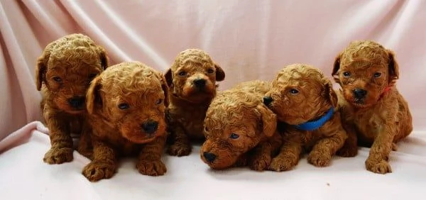 Regalo Maschio  Femmina Barboncino  per ladozione