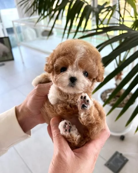 Regalo barboncino Adozione Aperto Ora