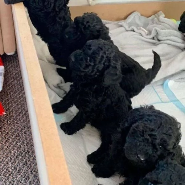 Regalo toy barboncino Disponibile Uomini e donne