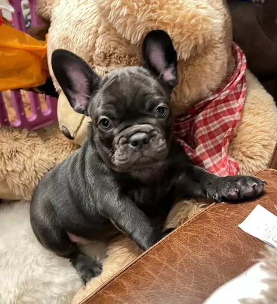 Cuccioli di bulldo franceze in adozione | Foto 0