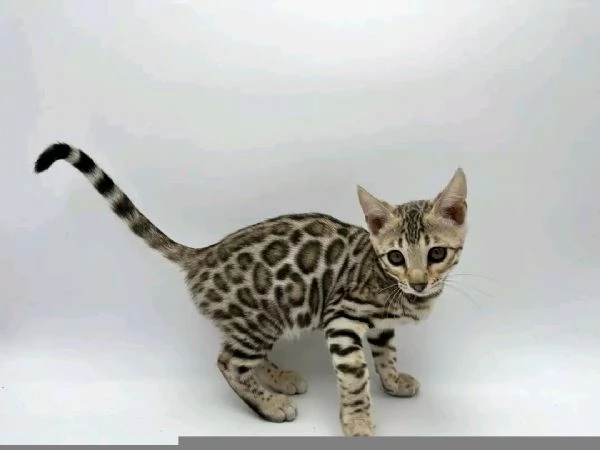 Gattini Bengala maschi e femmine