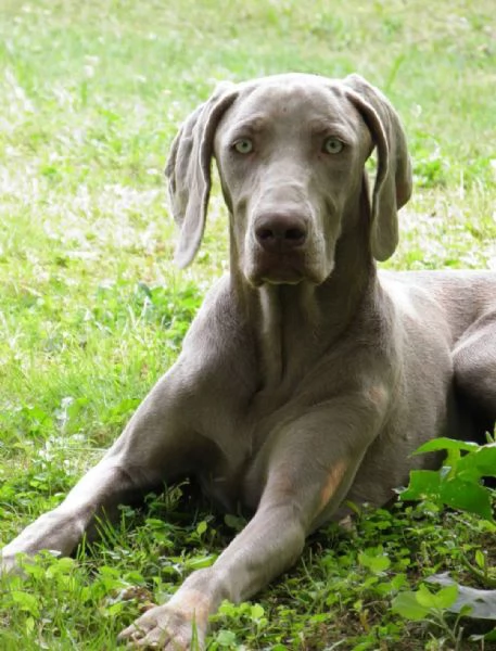 Weimaraner cuccioli 
