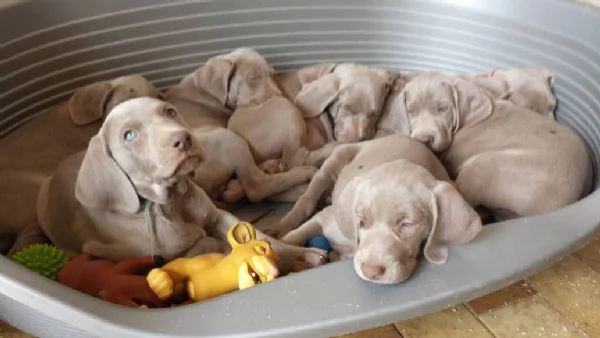 Weimaraner cuccioli  | Foto 5